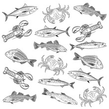 Set Of Painted Popular Sea Fish And Crab,lobster. Salmon, Tuna, Cod, Mackerel, Dorado,lobster, Crab. Sketch Of Drawing On White Background, Vector Illustration