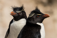 Two Rockhopper Penguins, Eudyptes Chrysocome, On Sunny Day