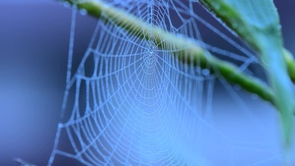 spider web with some water droplets early in morning