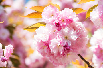 Wall Mural - Flowering cherry in the spring.