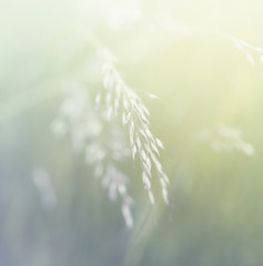 Fototapete - Grass. Fresh green spring grass. Soft Focus. Abstract Nature Background