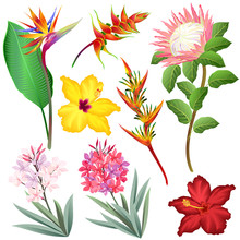 Exotic Flowers (Strelitzia, Heliconia, Protea, Oleander, Hibiscus). Set Of Hand Drawn Vector Illustrations On White Background.