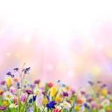 Fototapeta Sawanna - Nature background with wild flowers