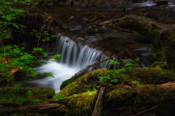 Small beautiful creek cascade in Oregon's forest