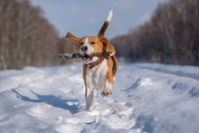 Beagle Running Around And Playing With The Winter Forest