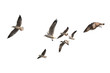 Flock of birds flying isolated on white background. This has clipping path.
