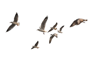 flock of birds flying isolated on white background. this has clipping path.