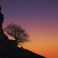 Wall Mural - hiker resting sitting under a tree