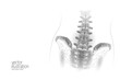 Human spine hip lumbar radiculitis pain low poly. Geometric polygonal particle triangle point line future medicine technology abstract gray white vector illustration