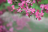 Fototapeta  - The blossoming tree with beautiful pink flowers. It can be used as a background