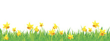 Pretty Daffodils For Spring