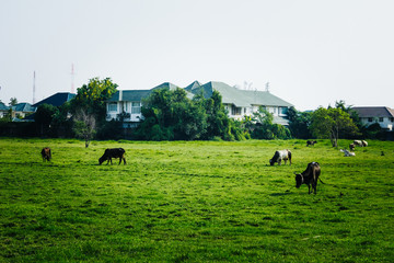 Cows in a Field in Bangkok