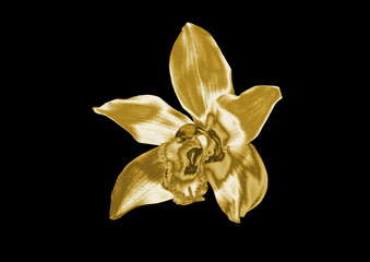 Wall Mural - Gold flower on a black background .