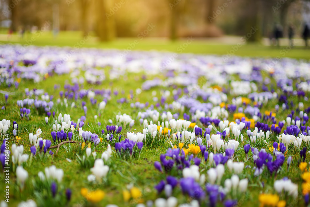 Blooming crocus flowers in the park. Spring landscape. - obrazy, fototapety, plakaty 