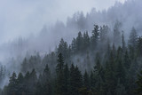 Fototapeta Las - Foggy forest trees in the Pacific Northwest