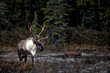 Large, male Caribou on the edge of the woods