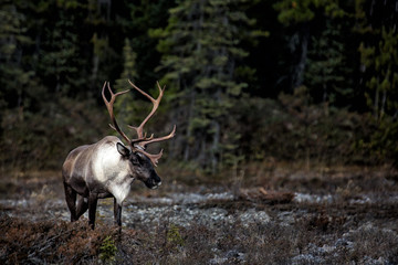 large, male caribou on the edge of the woods