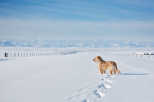 Dog Standing On A Snowy Road Looking Off Into The Distance