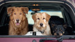 Three dogs in back of SUV