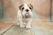 English Bulldog with blue and tan patterned wood background 
