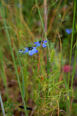 a blue flower