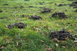 Molehills in the grass destroy the evenly lawn in the garden, but the moles also loosen the earth and eat pests like grubs and snails