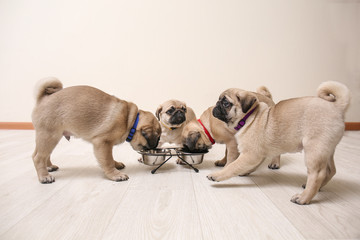 Sticker - Cute pug puppies eating at home