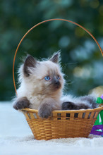 Balinese Kitten Sits In A Basket
