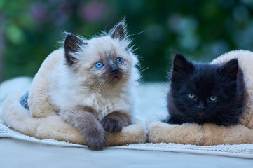 .two kittens are sitting in slippers