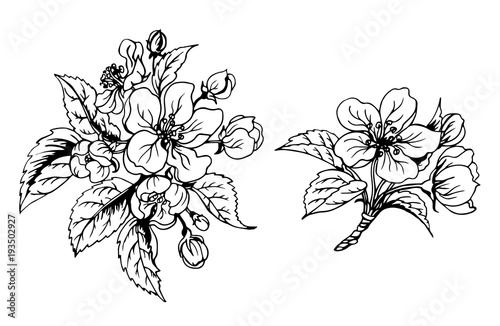 Apple Blossom Black And White Contour Drawing Vector Illustration Stock Vector Adobe Stock