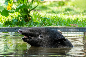 Wall Mural - Malayan Tapir (Tapirus Indicus) soak in water to relieve hot.