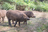 Fototapeta Sawanna - wild boar at the cage