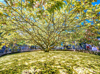 Wall Mural - Body ancient trees bloom Ochna integerrima flower garden in countryside with a trunk diameter 1.2 meters. This is largest, most beautiful apricot tree, symbolizing the lunar new year of Vietnamese