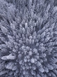 Overhead view of snow covered trees in the wilderness