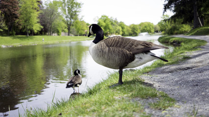 geese by the pond