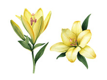 Watercolor Illustrations Of Lily Flowers. Perfect For Greeting Card Or Invitation