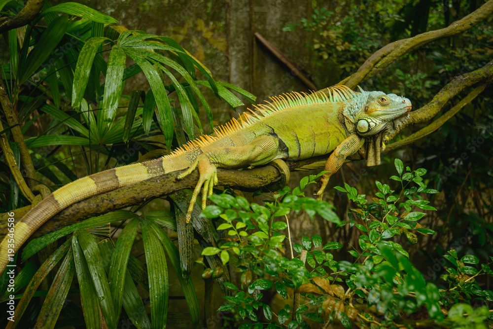 Green Iguana (Iguana iguana) - obrazy, fototapety, plakaty 