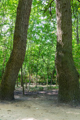 Sticker - Green forest on summer