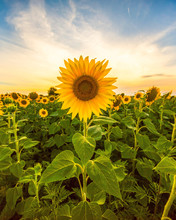 Vibrant Sunflower Field In Sunset 