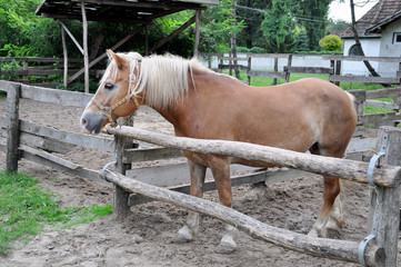 A horse with a white mane is standing in the paddock.