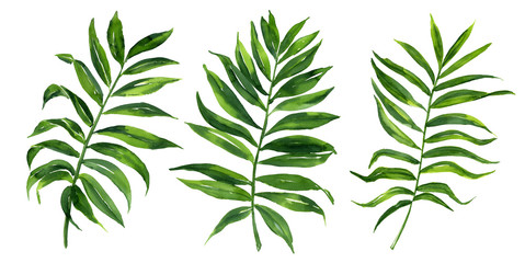 realistic tropical botanical foliage plants. set of tropical leaves: green palm neanta. hand painted