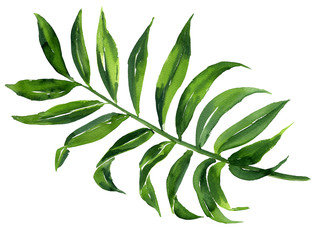 Realistic tropical botanical foliage plants. Tropical leaves: green palm neanta. Hand painted watercolor illustration isolated on white.