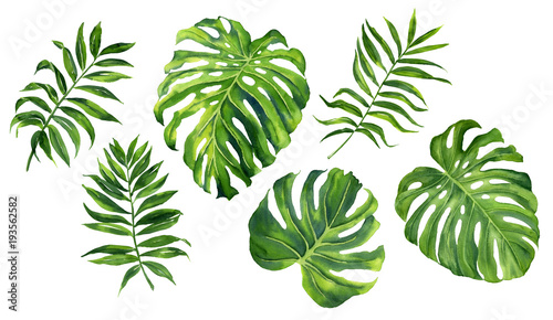 Realistic tropical botanical foliage plants. Set of tropical leaves: green pa...