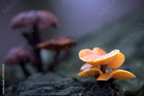 Fotografie, Obraz Wild enokitake, Flammulina velutipes, delicious edible mushroom