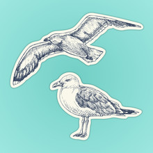Hand Drawn Seagull. Marine Bird. Vector Illustration. Stickers Set