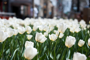 white tulip flower bed