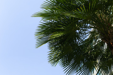 Fototapete - portrait of big green palm, blue sky and sunshine in Thailand, Bangkok. concept of travel, warm countries, endless summer