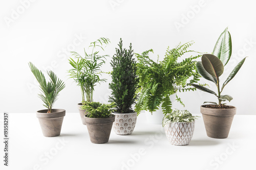 Cuadros en Lienzo close-up view of various beautiful green plants in pots on white