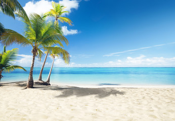 Wall Mural - caribbean sea and coconut palms