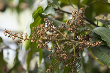 disease mango tree blossoms of mango flower.